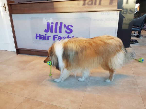 Kapsalon foto van Jill’s Hair Fashion